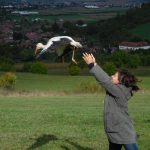 ‘Foreign’ Storks treated and released on Niraj Valley!