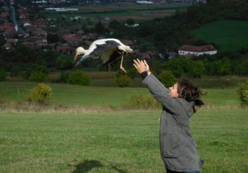Mentett „külföldi” gólyák elengedése a Nyárádmentén