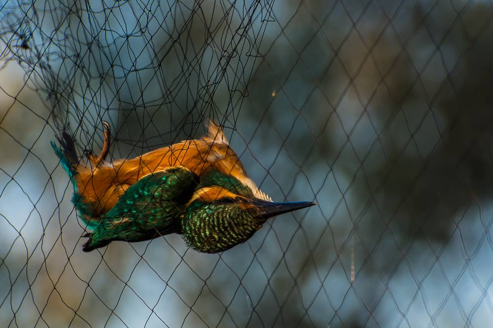 Read more about the article Păsări rare observate în Tabăra de inelare de pe Grindul Chituc