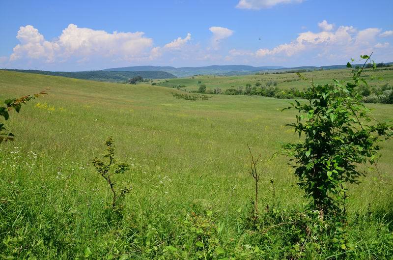 Read more about the article O victorie pentru natura Europeană!