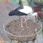 A stork with colour ring is “visiting” the nest. Will it occupy the nest?