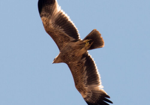 Event: after 45 years, Imperial Eagle was found nesting in Romania, by Milvus Group experts!