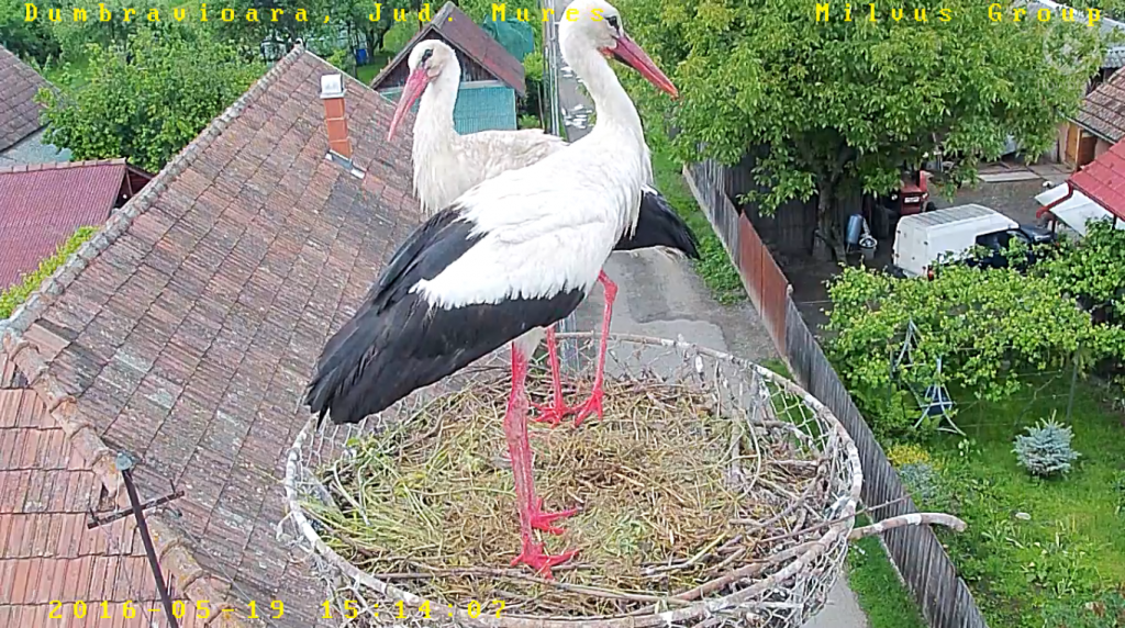 Read more about the article Good news from the stork nest from Dumbrăvioara!