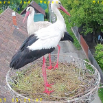 Good news from the stork nest from Dumbrăvioara!