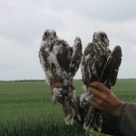 The Saker Falcon, successfully reintroduced in the Western Plain of Romania!