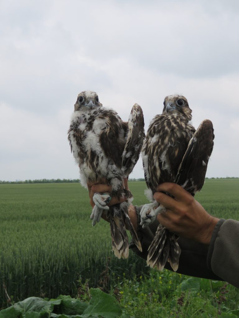 Read more about the article The Saker Falcon, successfully reintroduced in the Western Plain of Romania!