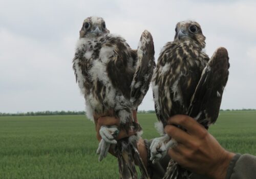 The Saker Falcon, successfully reintroduced in the Western Plain of Romania!
