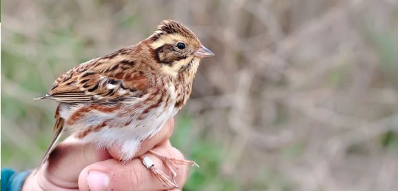 Read more about the article 2019, a new year of ringing on Chituc Spit!