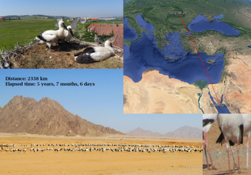 A White Stork from Ernei (Mureș county) is in Sharm el-Sheikh (Egypt)!