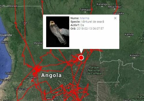 Spring and migrating birds are approaching! Follow the birds on the www.satellitetracking.eu