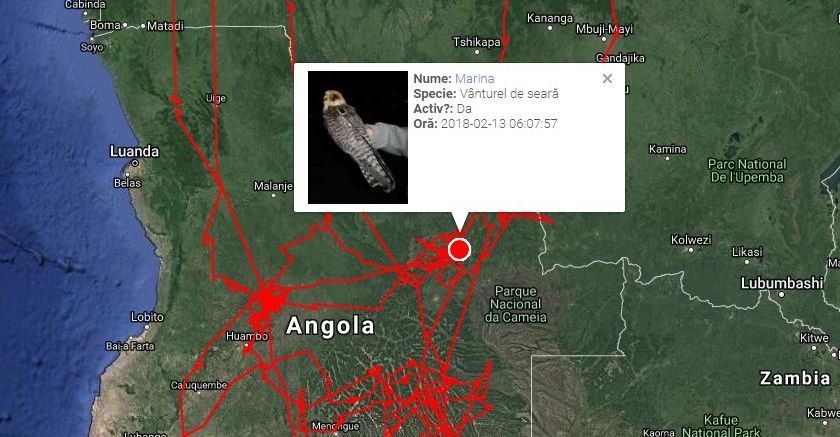 Read more about the article Spring and migrating birds are approaching! Follow the birds on the www.satellitetracking.eu