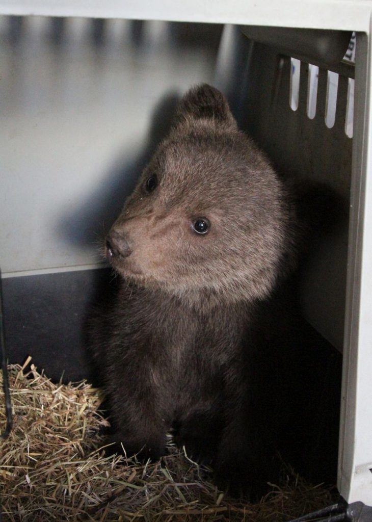 Read more about the article The second bear cub saved in 2018 by Milvus Group and Vets4Wild (and the 22nd that ended up in our temporary care during the last years)!