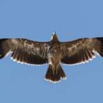Dobrogea – a globally significant bird migration corridor