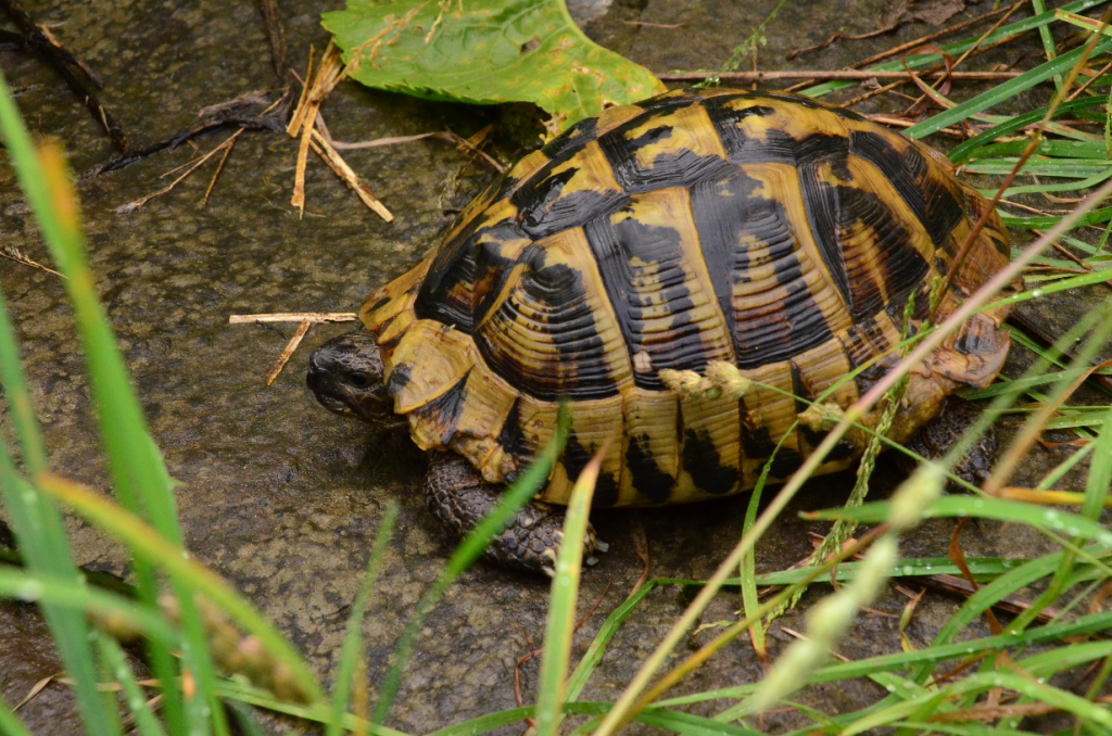 Read more about the article Invasion of tortoises at the Rehabilitation Centre!