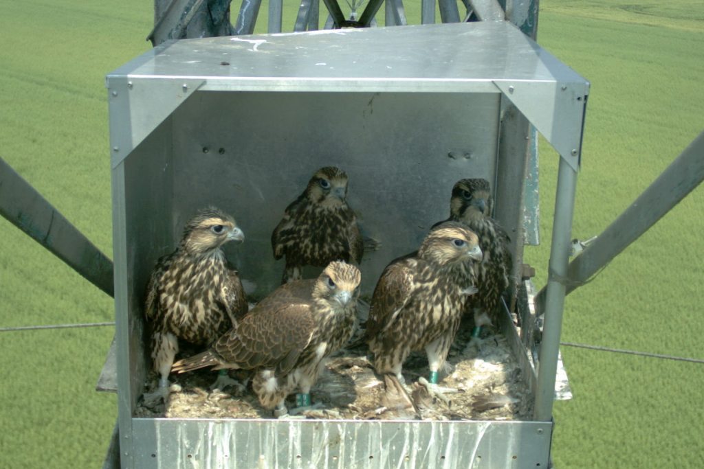Read more about the article Increasingly good years for the Saker falcons in the Western Plain