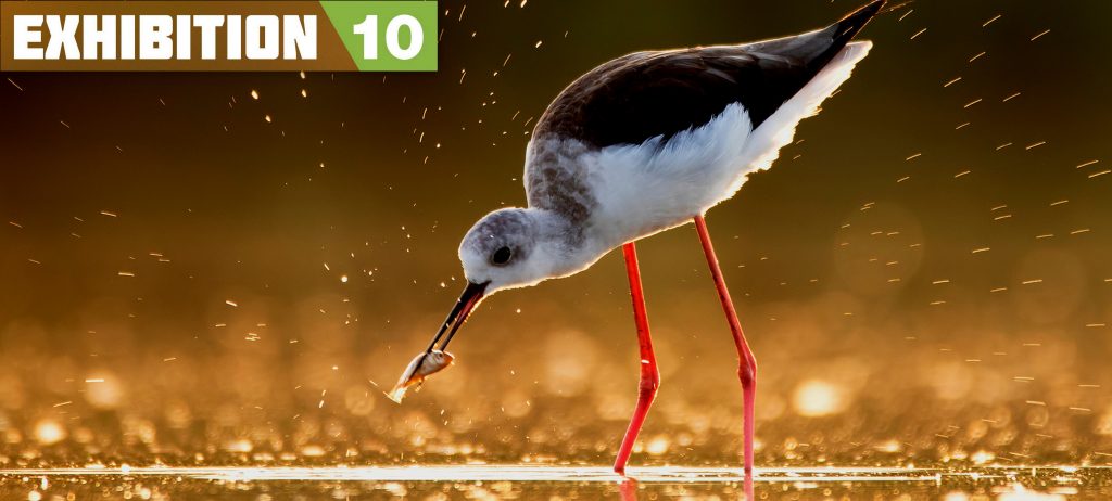 Read more about the article Exhibition of the 10th International “Milvus” Nature Photography Contest
