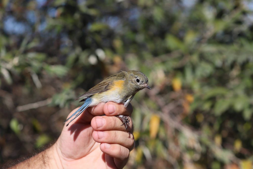 Read more about the article The results of the fifth consecutive season at the Chituc Ringing Camp