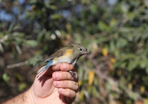 The results of the fifth consecutive season at the Chituc Ringing Camp