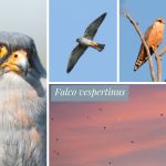 Red-footed Falcon: Pre-migration Roosting Site Monitoring, 2018