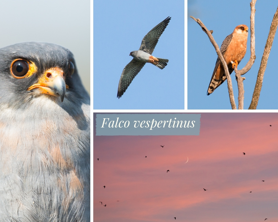 Read more about the article Red-footed Falcon: Pre-migration Roosting Site Monitoring, 2018