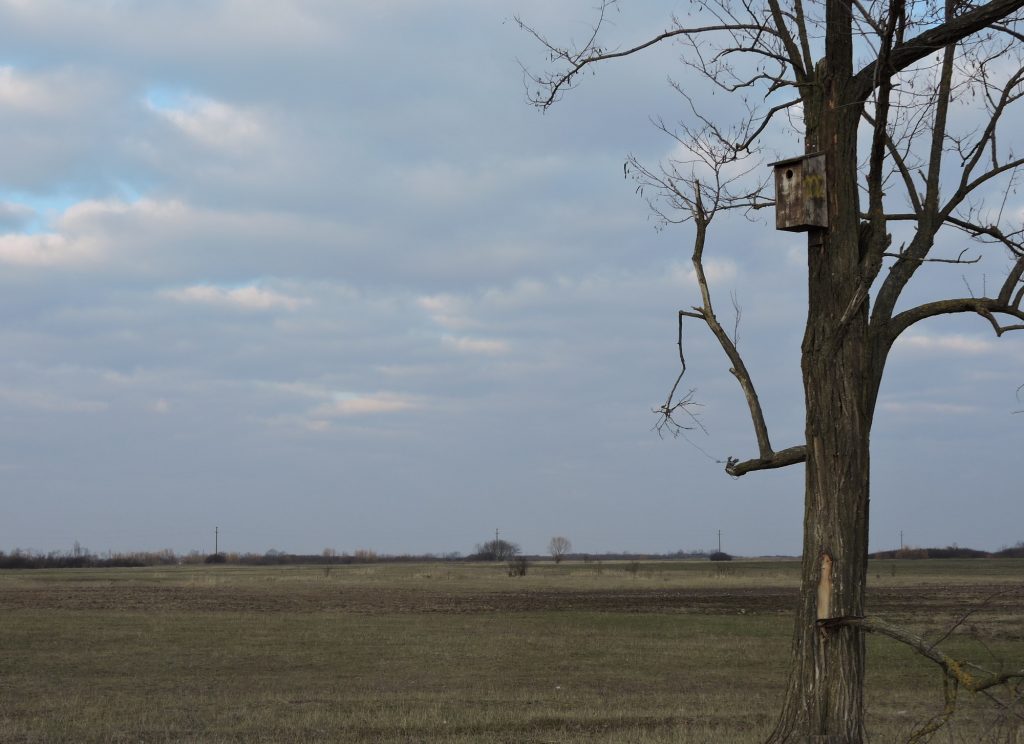 Read more about the article Innovative nest boxes for Rollers: wood – concrete