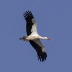 The storks are coming – COMPETITION!