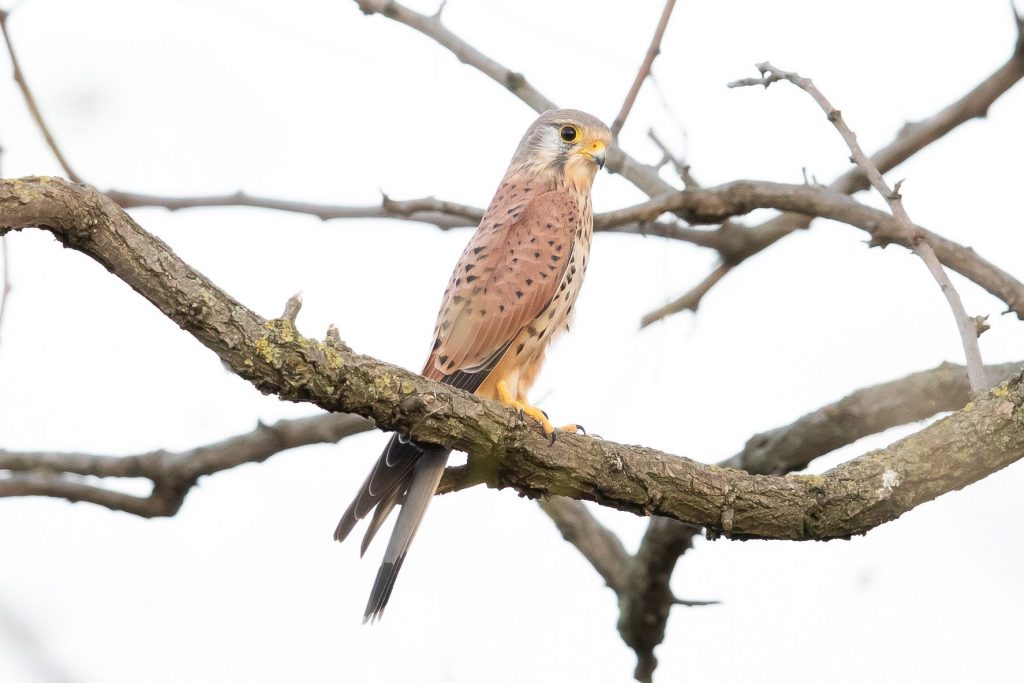 Read more about the article The online return of the Kestrels