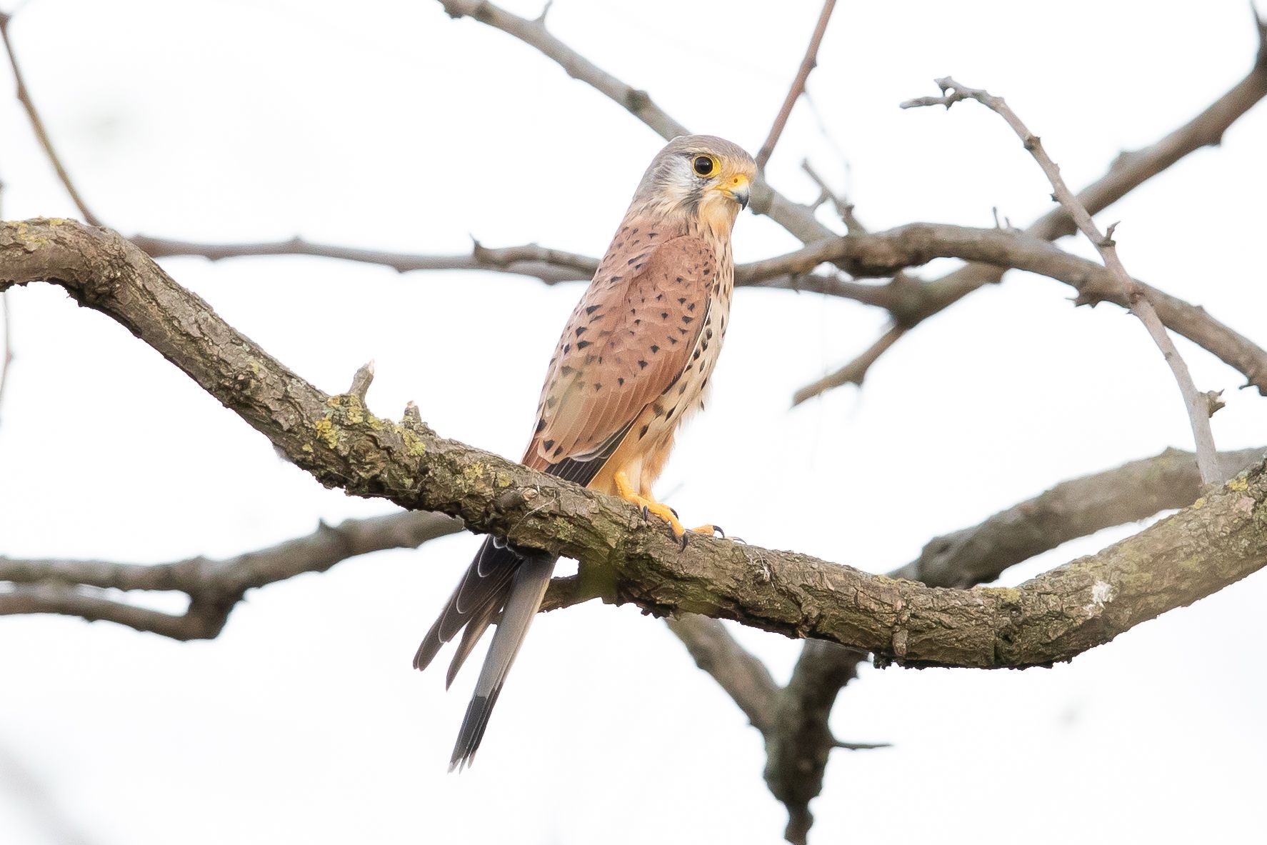 Vanturel The online return of the Kestrels – Milvus Group