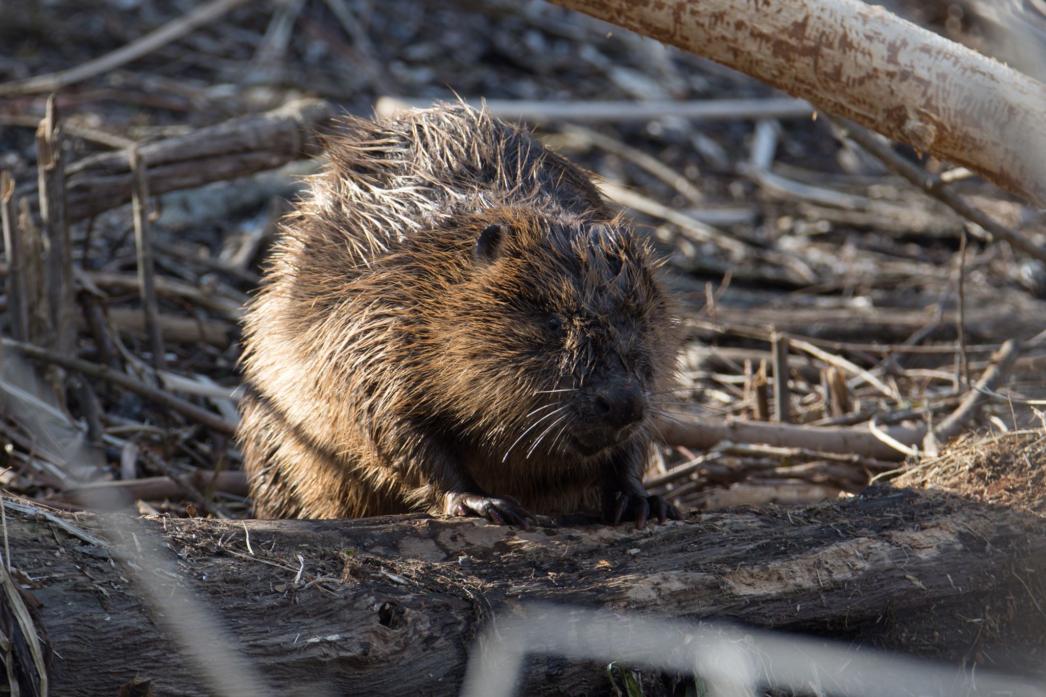 castor fiber Milvus Group