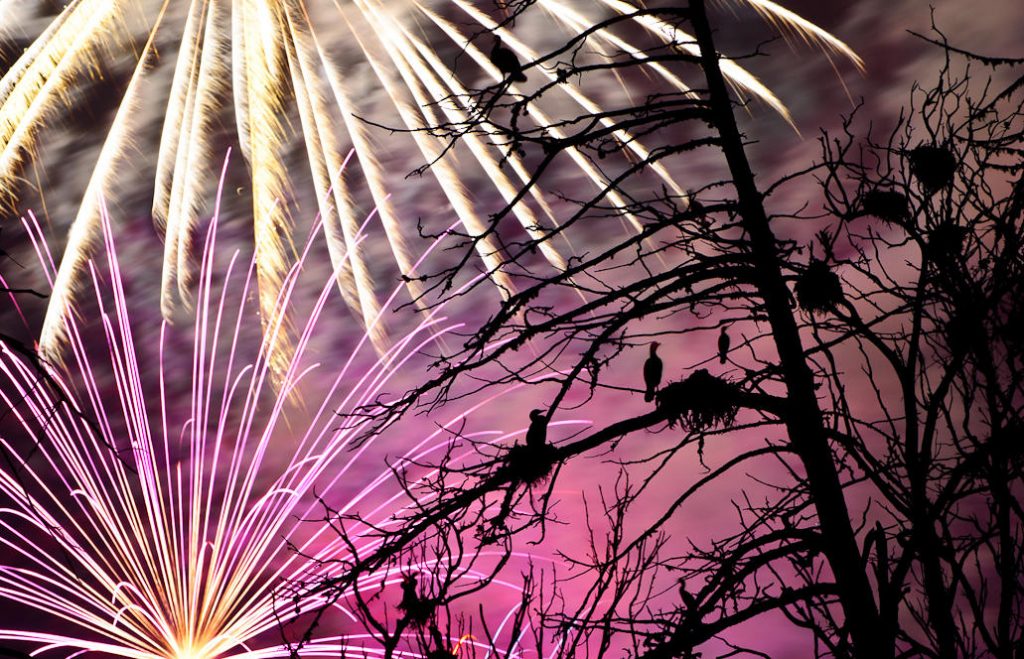 Read more about the article Petarde, artificii și păsări