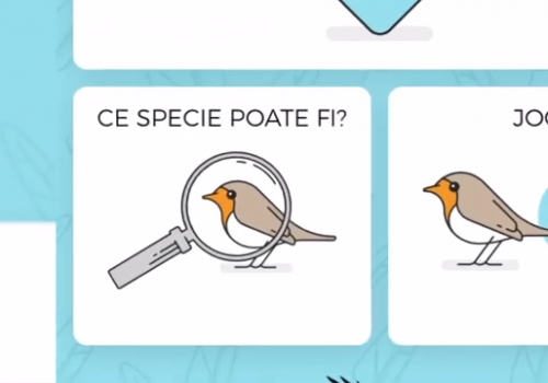 Primul app pentru determinarea păsărilor din România