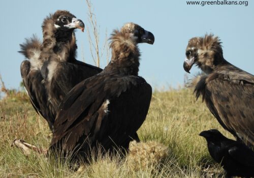 O nouă vizită a vulturilor negri în România