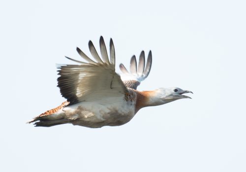 EXCLUSIVE: Great Bustard nest found in Romania!