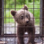 Salvarea unui pui de urs orfan
