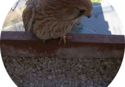 Live from the Common Kestrel’s nest from Tîrgu – Mureș!