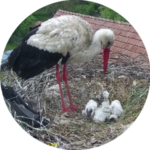 White Stork Webcam 2