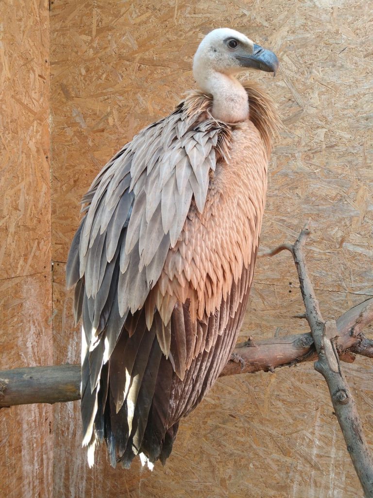 Read more about the article Ce ziceți de un vultur sur?
