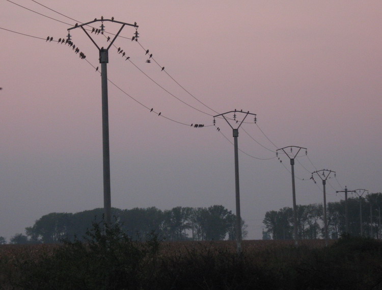 Read more about the article Monitorizarea locurilor de înnoptare a vânturelului de seară – 2007