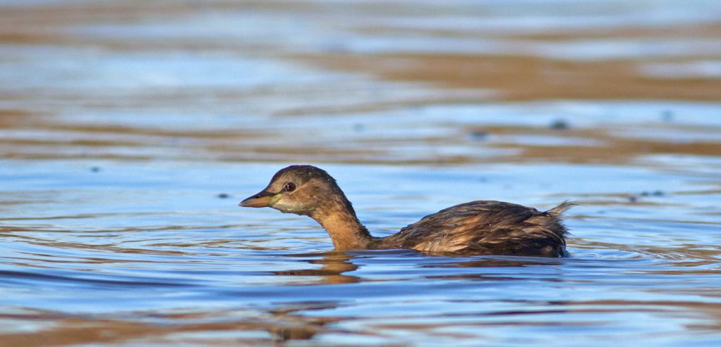 Read more about the article Numărătoare de iarnă a păsărilor de apă – 2021