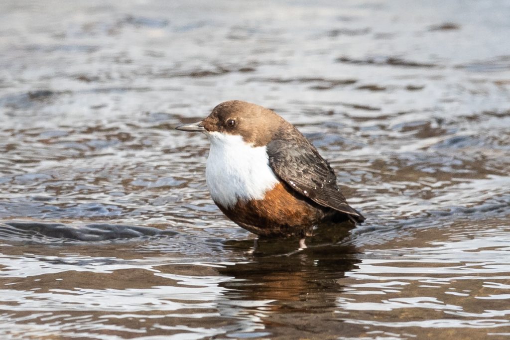 Read more about the article A wintertime bird-watching experience – Dipper counting