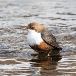 A wintertime bird-watching experience – Dipper counting