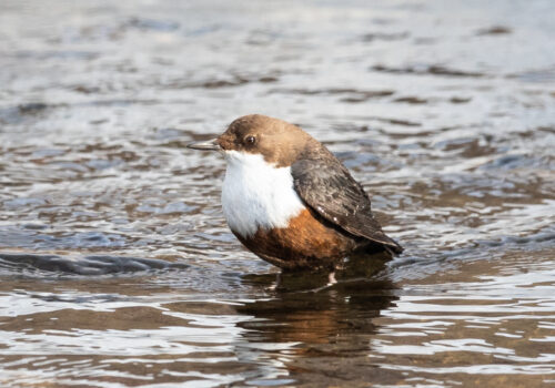 A wintertime bird-watching experience – Dipper counting