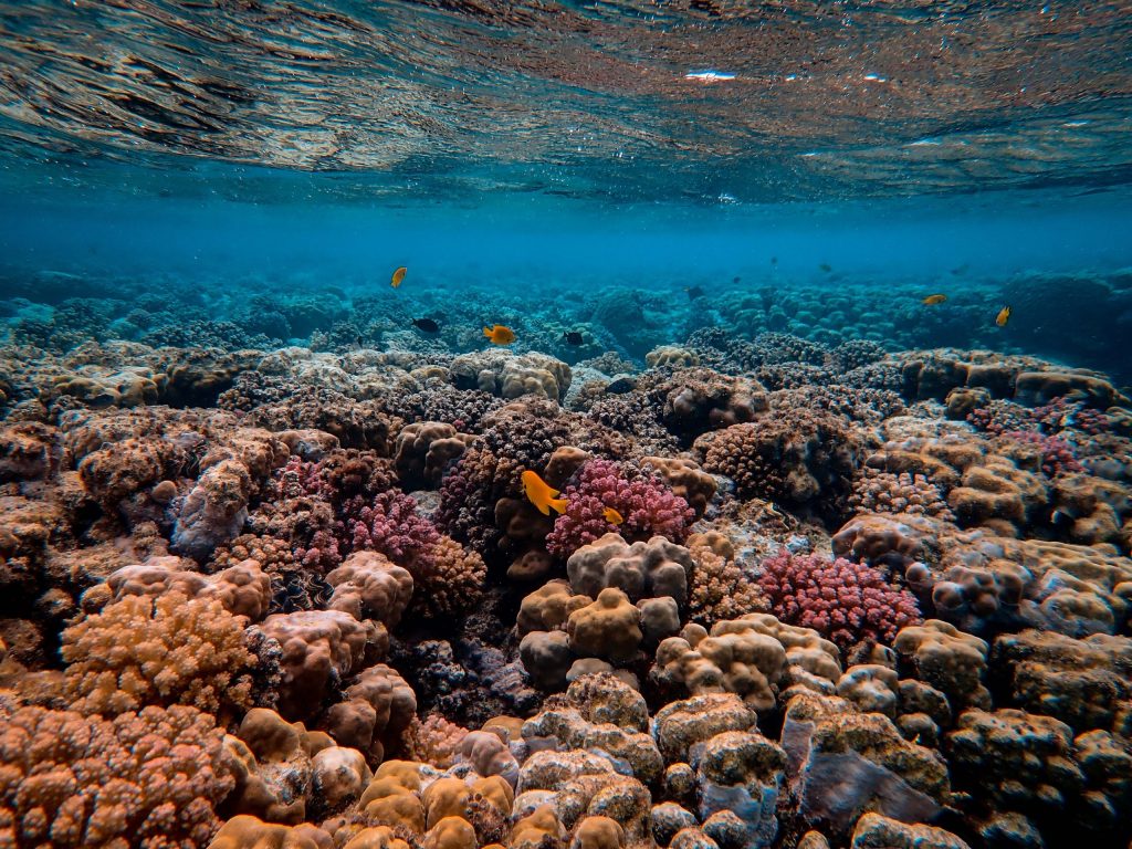 Read more about the article Nobel-díjas technológia segítheti a korallok túlélését a melegedő óceánokban