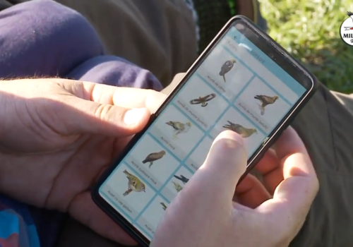 Az első romániai mobiltelefonos madárhatározó alkalmazás