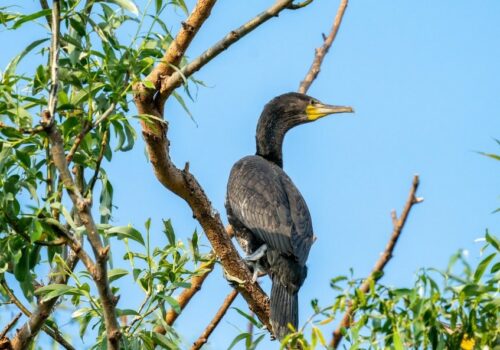 A Brăila-szigetek Szocio-Ökológiai Kutatóközpont területén található halevő madárfajok költőtelepeinek a monitoringja