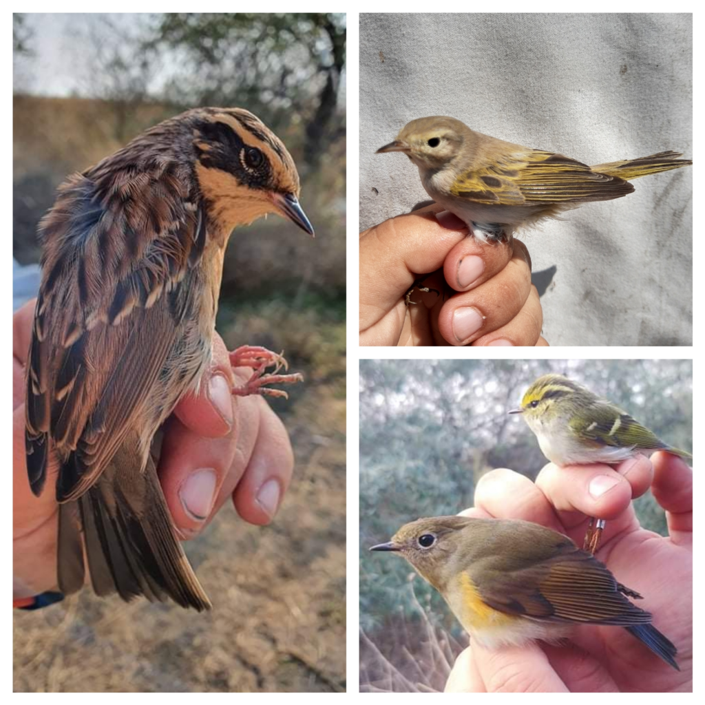 Read more about the article 14000 de păsări inelate în 2021, în tabăra de inelare de pe Grindul Chituc