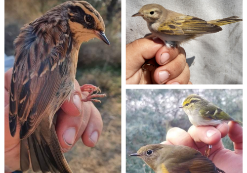 14 000 madarat gyűrűztünk 2021-ben a Chituc turzási gyűrűzőtáborában