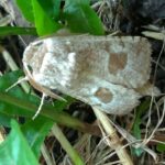 A Paracossulus thrips (Lepidoptera, Cossidae) populációk vizsgálata Kolozs megyében – a Milvus ösztöndíj által támogatott kutatás beszámolója