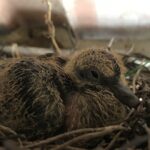 Rezultatul provocării cu mamifere și o nouă provocare cu păsări pentru luna iunie
