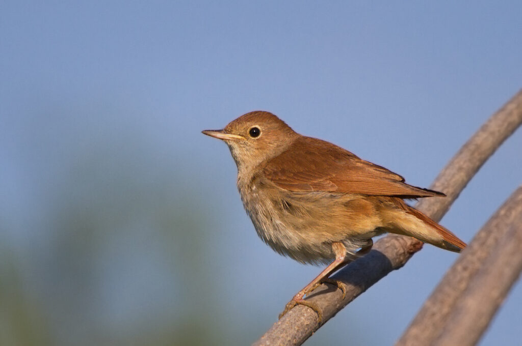Read more about the article Monitorizarea păsărilor nocturne din habitate deschise în 2022